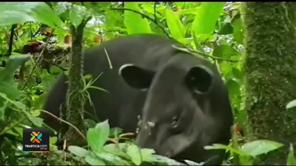 tn7-Avistamiento-de-dantas-sorprendió-a-conductores-en-ruta-entre-Guatuso-y-Upala-010222