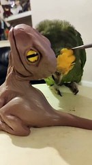 Sweet Parrot Wants Attention Too