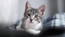 Psychotest für Katzen: Der CAT-Tri -Test verrät, ob euer Stubentiger ein Psychopath ist