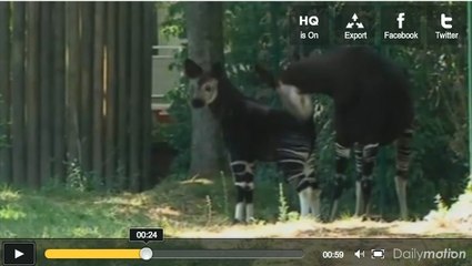 Zoo de Francfort : première sortie du bébé okapi