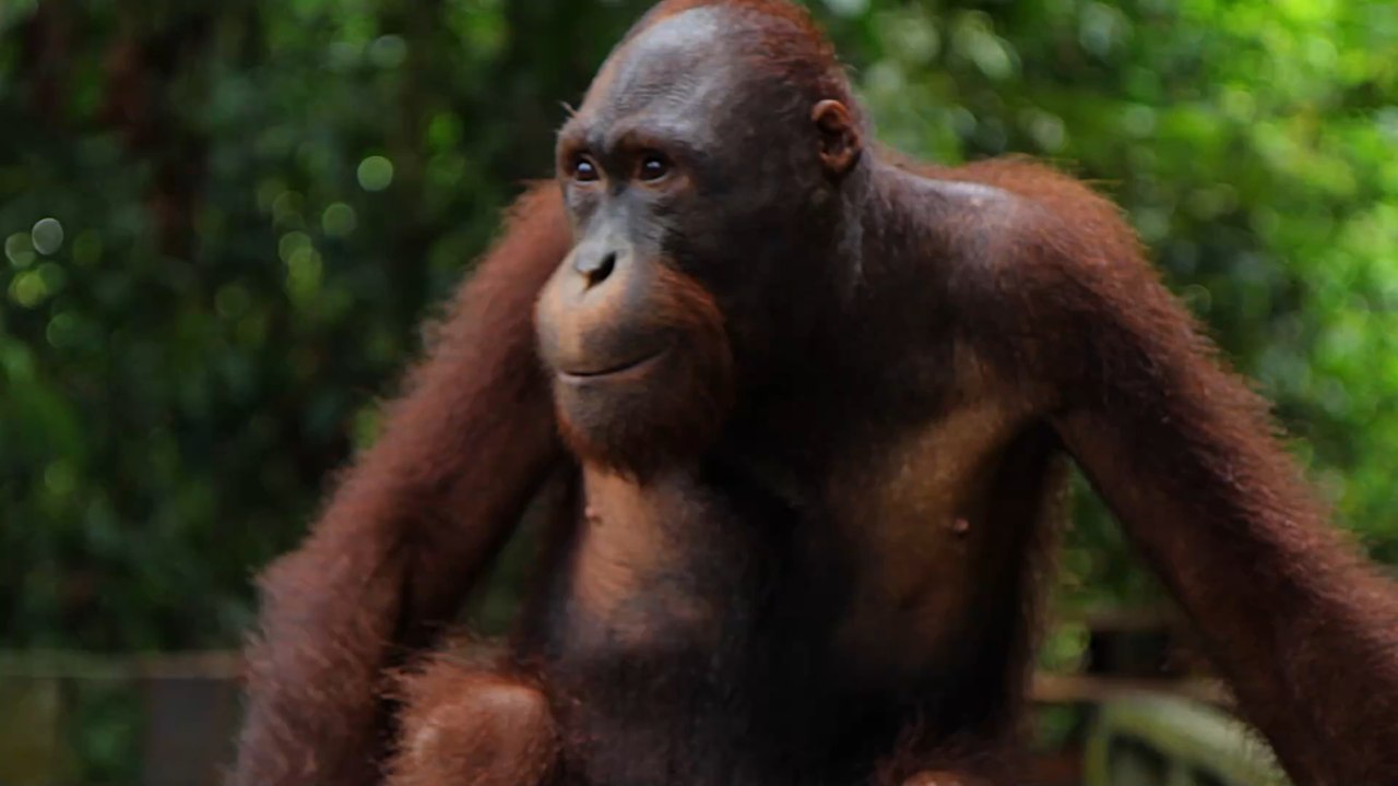 Für ein Selfie: Tourist:innen riskieren Covid-Ansteckung bei vom Aussterben bedrohten Tieren