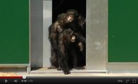 Des chimpanzés découvrent la lumière du jour pour la première fois en 30 ans