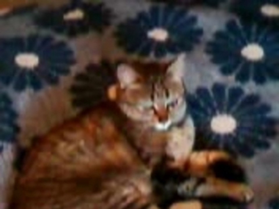 Chat immitant Patrick Timsit