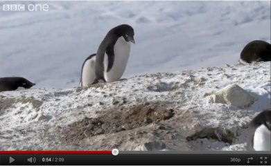 La BBC filme un manchot en plein vol des cailloux de son voisin
