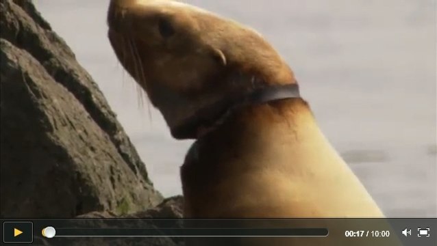 Les déchets en mer, un danger considérable pour les mammifères
