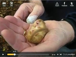 Un loir mâle filmé en plein somme