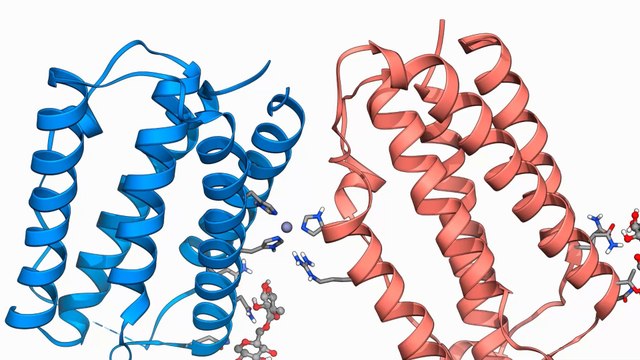 Zellkulturexperimente liefern Erklärung : Forschende finden heraus, warum Omikron mildere Verläufe hat