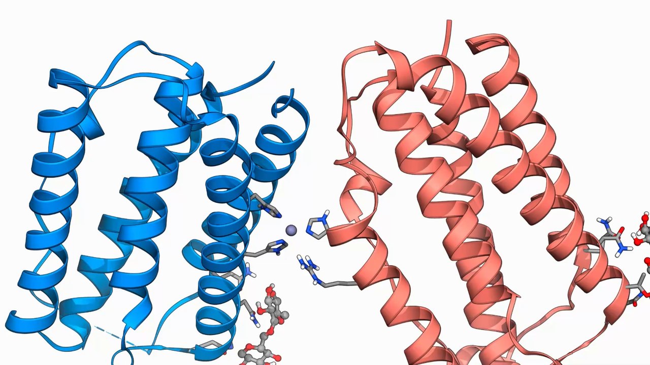 'Zellkulturexperimente liefern Erklärung': Forschende finden heraus, warum Omikron mildere Verläufe hat