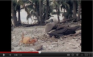 Quand un crabe s'ampute lui-même de sa pince blessée