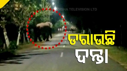 Elephant Strays Into Human Habitation In Dhenkanal, Locals In Panic