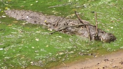 L'étonnante tactique des alligators et des crocodiles pour attirer leurs proies
