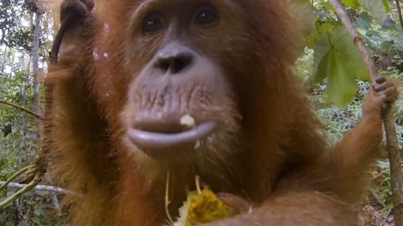 Quand des orangs-outans utilisent une caméra embarquée à Sumatra