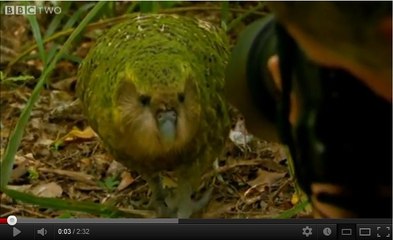Le kakapo de Nouvelle-Zélande bientôt sauvé de l'extinction ?