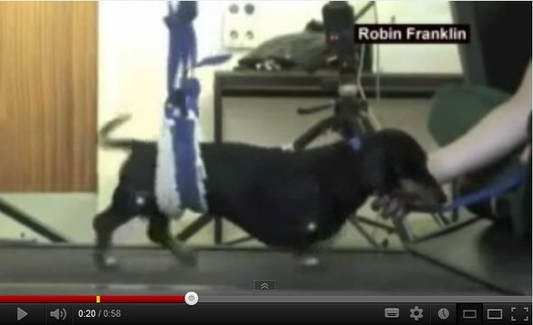 Des chiens paralysés réapprennent à marcher grâce à des cellules souches