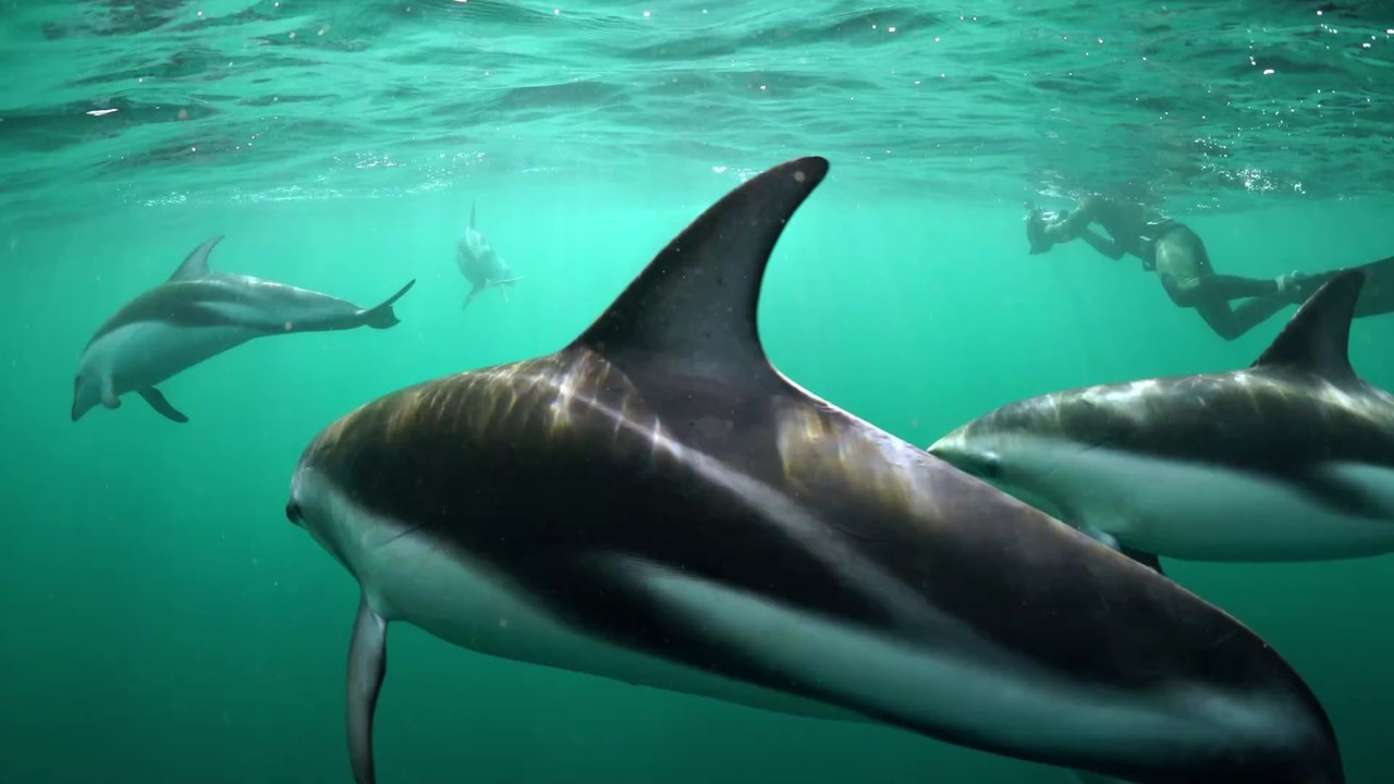 Weiblicher Orgasmus: Was Frauen und weibliche Delfine gemeinsam haben