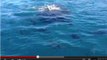 Nouvelle-Calédonie : un banc de requins surprend une classe de collégiens