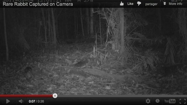Indonésie : des caméras cachées photographient le lapin de Sumatra