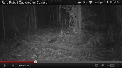 Indonésie : des caméras cachées photographient le lapin de Sumatra