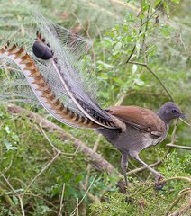 L’oiseau-lyre, champion des imitateurs