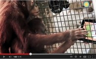 Au zoo de Washington, les orangs-outans jouent et apprennent avec un iPad
