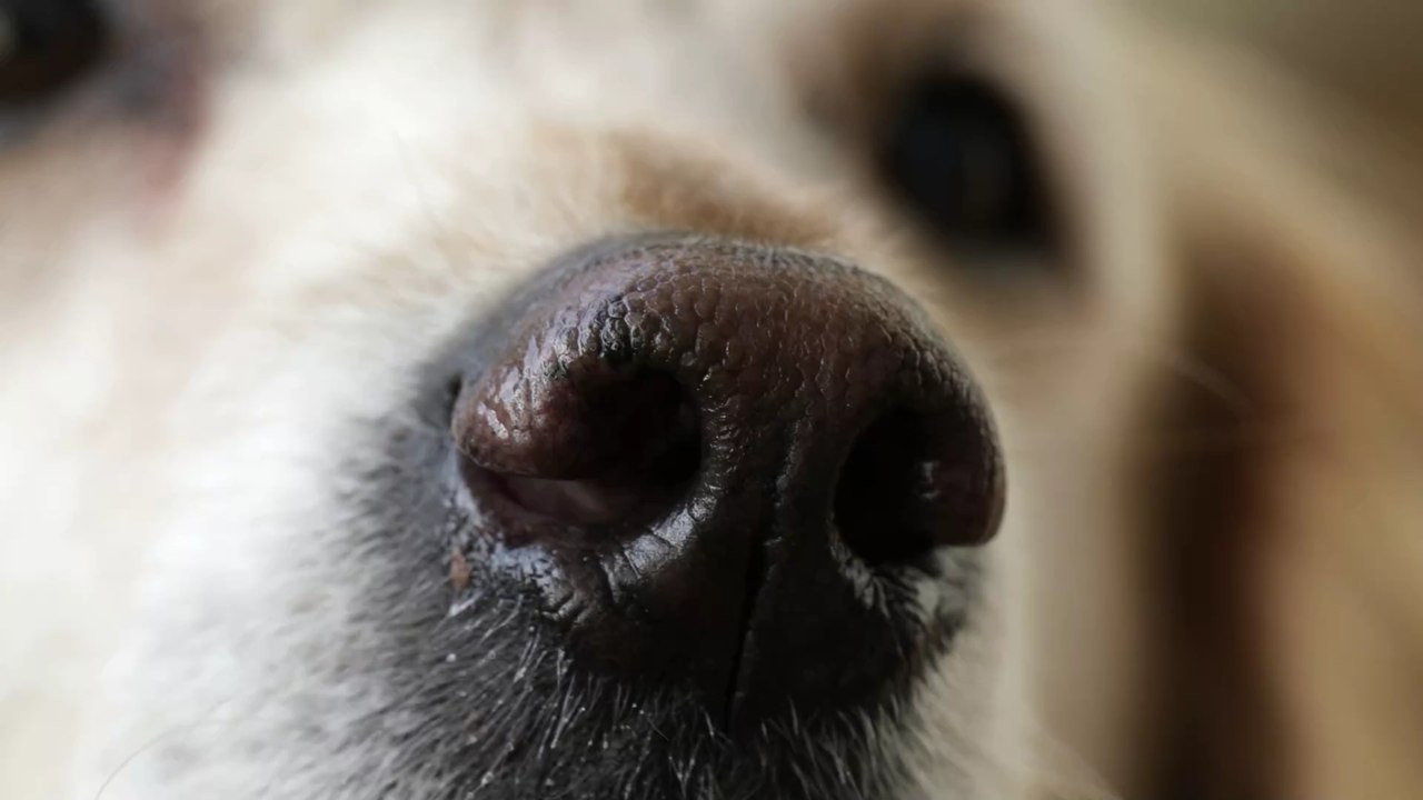 Coronavirus: Können Hunde Long Covid erkennen?