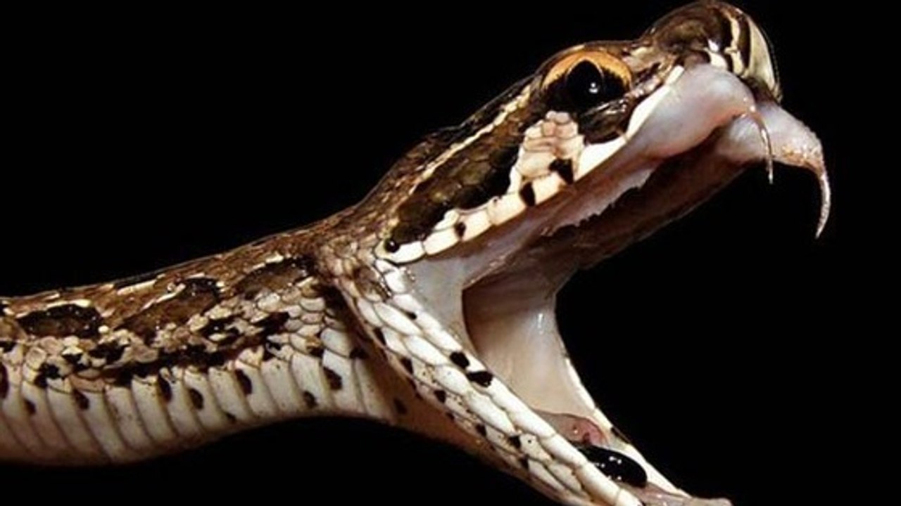 Découvrez l'effet fulgurant d'une morsure de vipère de Russell sur le sang humain