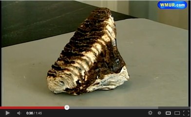 Mammouth : Un fossile de dent retrouvé dans un filet de pêche