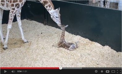 Une girafe de Rothschild, espèce en voie de disparition, est née dans le Connecticut