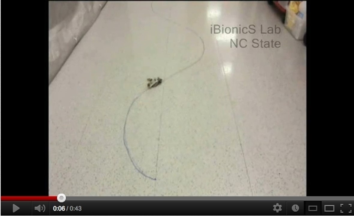 Un étonnant dispositif capable de piloter des cafards à distance