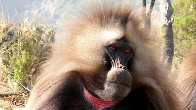 Découvrez les étonnantes vocalises du gélada très similaires à la voix humaine