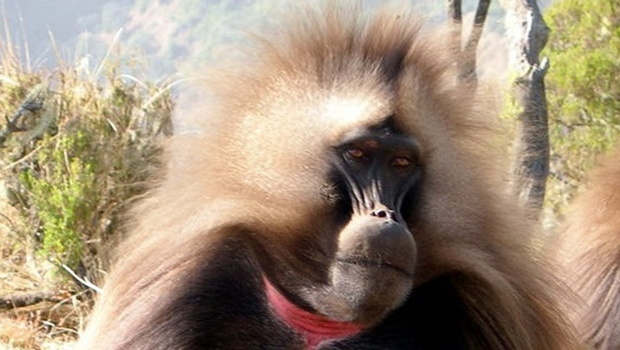 Découvrez les étonnantes vocalises du gélada très similaires à la voix humaine