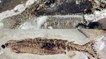 Cas unique : un poisson fossile à double nageoire anale