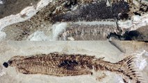 Cas unique : un poisson fossile à double nageoire anale