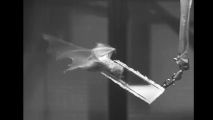 Vidéo : l’incroyable langue spécialisée des chauves-souris nectarivores