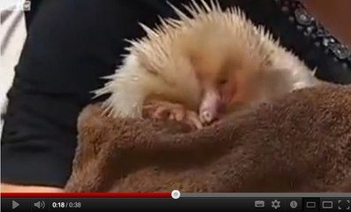 Vidéo : un très rare échidné albinos relâché dans une réserve naturelle