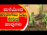 ಮಳೆಯಿಂದ ಪಾರಾಗಲು ದಿಬ್ಬ ಸೇರಿದ ಹಾವುಗಳು | Heavy Rain | Snek | TV5 Kannada