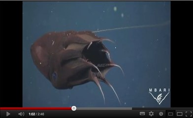 Le vampire des abysses, effrayant mais simple charognard