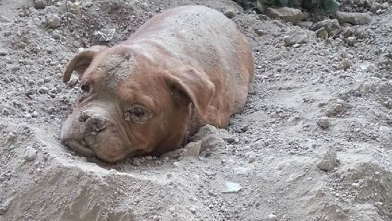 Mann entdeckt eingebuddelte hündin