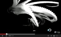 Découvrez les images du calamar géant filmé dans les profondeurs du Pacifique