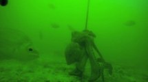 Afrique du sud : une pieuvre dérobe un appât destiné à attirer la faune marine
