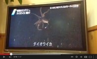 Vidéo inédite d'un calamar de 8 mètres filmé dans les profondeurs du Pacifique