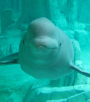 Quand un béluga se met à imiter les conversations humaines