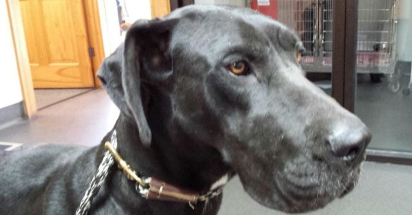 Was die Hündin am Kopf hat, schockiert Tierärzte und Retter