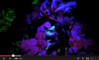 Vidéo : Un surprenant voyage fluorescent à travers les récifs de coraux