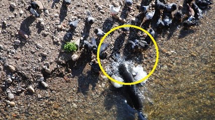 Quand des poissons se mettent à chasser les pigeons