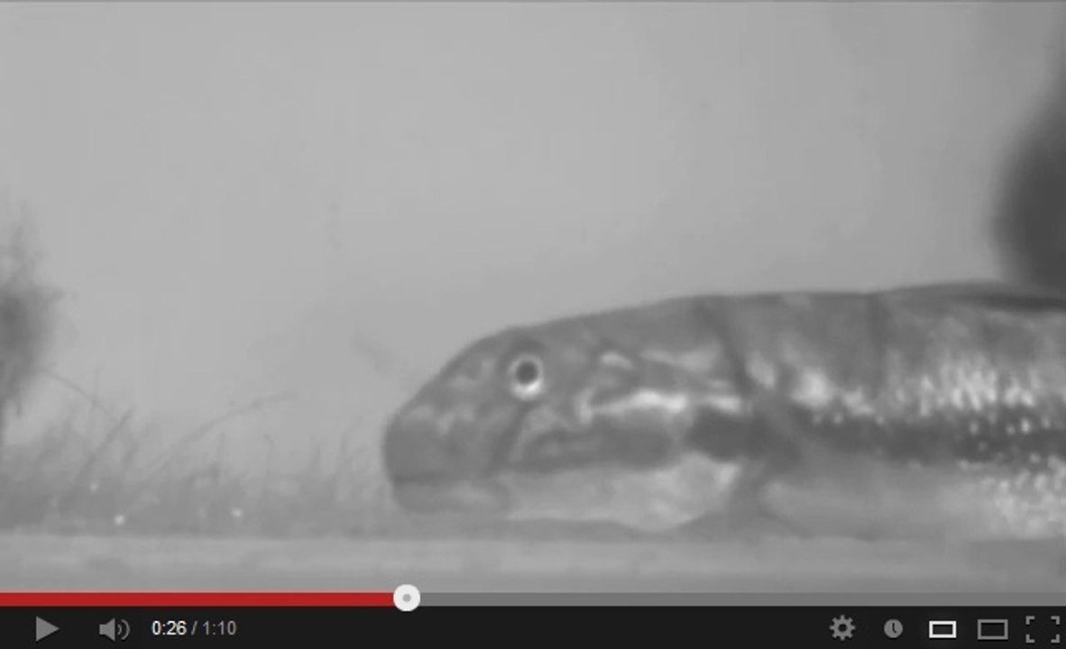 Vidéo : un poisson qui remonte les cascades grâce à des ventouses