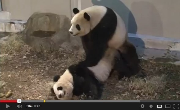 Vidéo : les pandas géants du zoo de Tokyo se sont accouplés