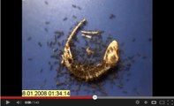Un buzz web enfin expliqué: Comment des fourmis peuvent dévorer un lézard?