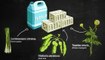 Paludisme : Faso Soap, des étudiants créent un savon qui repousse les moustiques