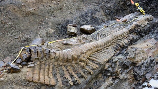 Une queue géante de dinosaure découverte au Mexique